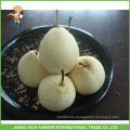 Fruta china de alta calidad nuevo cultivo fresco Ya Pera